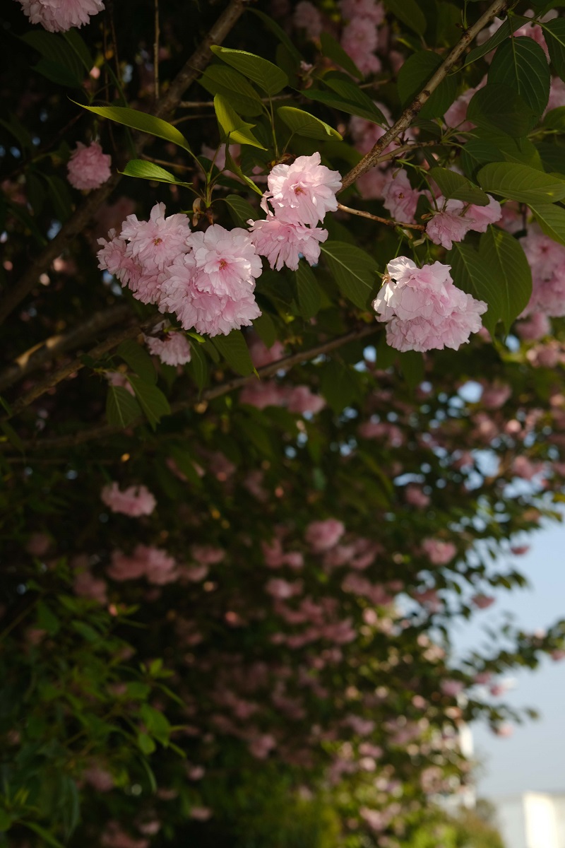 學(xué)校的櫻花開了，你，不來看看嗎？