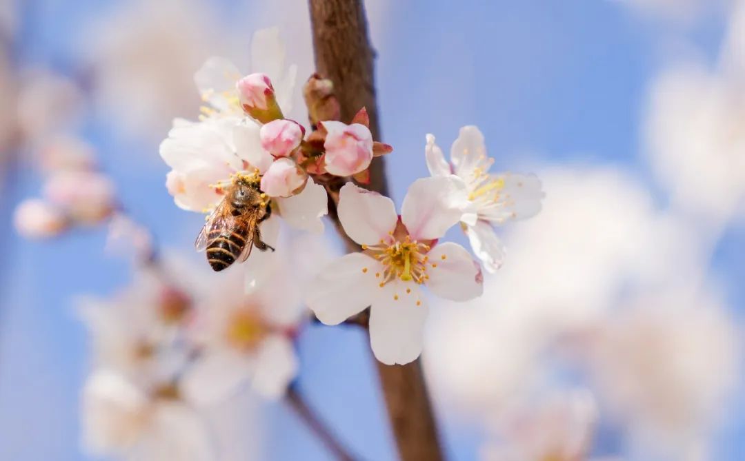 春光如畫(huà) 花影踏歌 | 一抹春韻暈染工職院